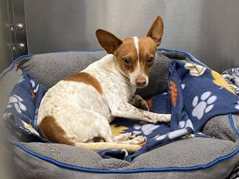 Chihuahua Dogs Available for Adoption in Tustin, California - PINEAPPLE | PetCurious