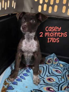 Mixed Breed Dogs Available for Adoption - CASEY | PetCurious