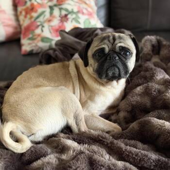 Pug Dogs Available for Adoption in Rockville, Maryland - Blue Hambone | PetCurious