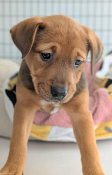 Mocha -  Mixed Breed Dog for Adoption in St. Augustine, Florida - Mocha | PetCurious