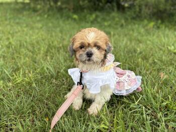 Amy- Transport -  Shih Tzu Dog Available for Adoption in Gradyville, Kentucky - Amy- Transport | PetCurious
