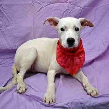 Cannoli -  Labrador Retriever and Pit Bull Terrier Dog for Adoption in Beaumont, Texas - Cannoli | PetCurious