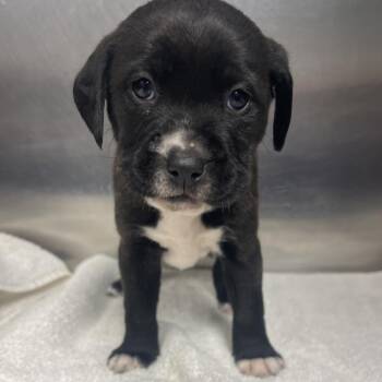 Cocoa -  Mixed Breed Dog for Adoption - Cocoa | PetCurious