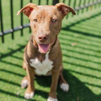 Rescue Pit Bull Terrier Dogs for Adoption in Nashville, Tennessee - Caroline | PetCurious