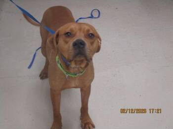 MacK (57) -  Pit Bull Terrier Dog for Adoption in Marietta, Georgia - MacK (57) | PetCurious
