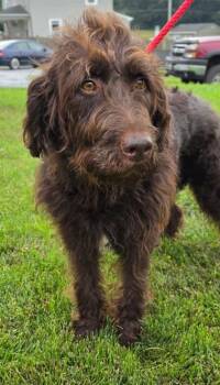 Harley -  Labrador Retriever and Standard Poodle Dog for Adoption in Malvern, Pennsylvania - Harley | PetCurious