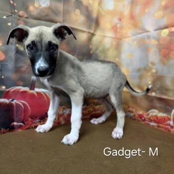 Gadget -  Shepherd and Mixed Breed Dog for Adoption in Griswold, Connecticut - Gadget | PetCurious