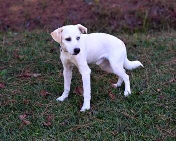 Rescue Terrier Dogs for Adoption in Falmouth, Maine - Balou | PetCurious