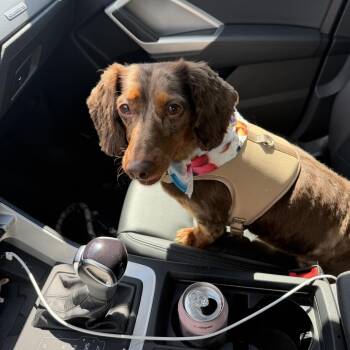 Max -  Dachshund Dog for Adoption in Fairfax Station, Virginia - Max | PetCurious