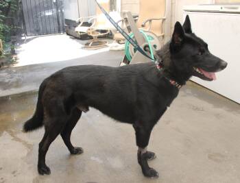 Rescue Australian Kelpie and Australian Cattle Dog Blue Heeler Dogs for Adoption in Ventura, California - Rocky | PetCurious
