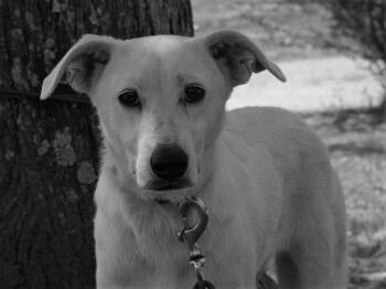 Labrador Retriever and German Shepherd Dog Dogs Available for Adoption in Attalla, Alabama - Dolly | PetCurious