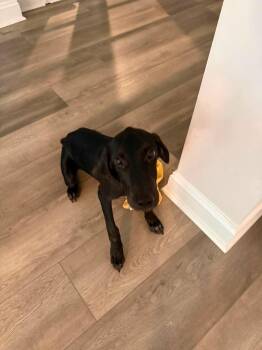 Pie -  Black Labrador Retriever Dog for Adoption in Wando, South Carolina - Pie | PetCurious