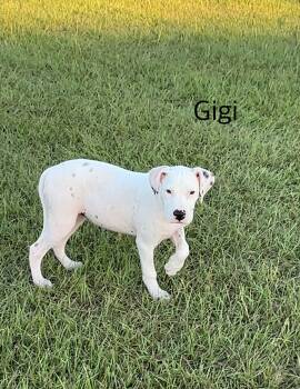 Rescue Pit Bull Terrier and Labrador Retriever Dogs for Adoption in Conroe, Texas - Gigi (East Texas Puppies) | PetCurious