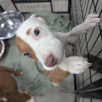 Suze -  Terrier Dog for Adoption in Birmingham, Alabama - Suze | PetCurious