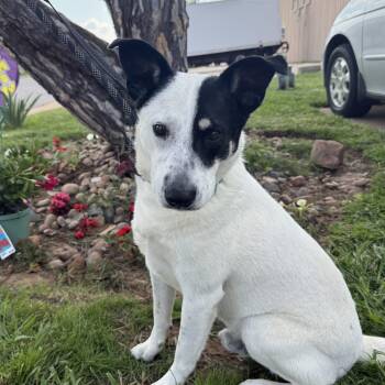 Rescue Australian Cattle Dog Blue Heeler Dogs for Adoption in Oklahoma City, Oklahoma - Charlie Brown | PetCurious