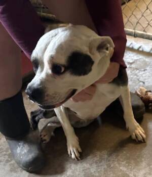 Mixed Breed and Pit Bull Terrier Dogs Available for Adoption in Princeton, Indiana - Arya | PetCurious