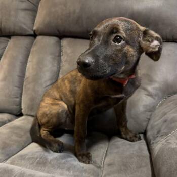 Willie -  Labrador Retriever Dog for Adoption in Sealy, Texas - Willie | PetCurious