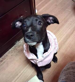 Nemo -  Labrador Retriever and Border Collie Dog Available for Adoption in Lewiston, Idaho - Nemo | PetCurious
