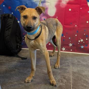 Rescue Shepherd and Mixed Breed Dogs for Adoption in Show Low, Arizona - Oogie | PetCurious