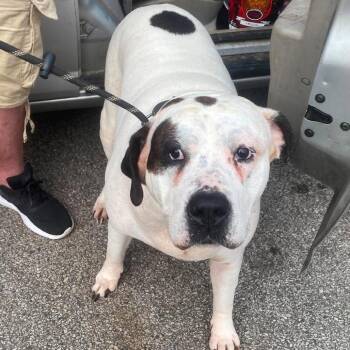 Dot Dot -  Mixed Breed Dog for Adoption in Huntington, West Virginia - Dot Dot | PetCurious