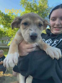 Indigo (AVAILABLE 7/20) -  Shepherd Dog for Adoption in Leverett, Massachusetts - Indigo (AVAILABLE 7/20) | PetCurious