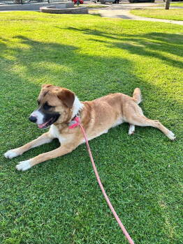 Rescue Shepherd Dogs for Adoption in Lancaster, California - Beethoven | PetCurious