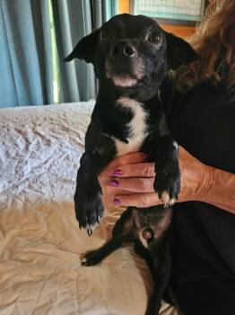 Joey -  Chihuahua and Dachshund Dog for Adoption in New York, New York - Joey | PetCurious