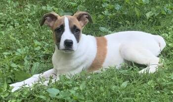 Owen -  Boxer and Mixed Breed Dog for Adoption in Maiden, North Carolina - Owen | PetCurious