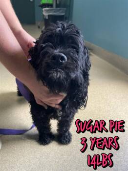 SUGAR PIE -  Cocker Spaniel Dog for Adoption in Holbrook, New York - SUGAR PIE | PetCurious