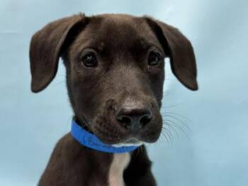 Barney -  Labrador Retriever and Mixed Breed Dog for Adoption in Golden Valley, Minnesota - Barney | PetCurious