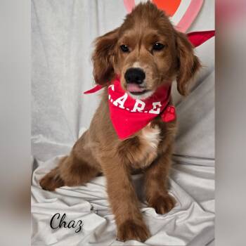 Golden Retriever Dogs Available for Adoption - Chaz | PetCurious