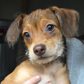 Terrier and Mixed Breed Dogs Available for Adoption in Mundelein, Illinois - Trillium | PetCurious