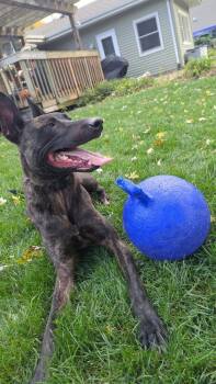 Iroh located in Illinois -  Dutch Shepherd Dog for Adoption in Imlay City, Michigan - Iroh Located In Illinois | PetCurious
