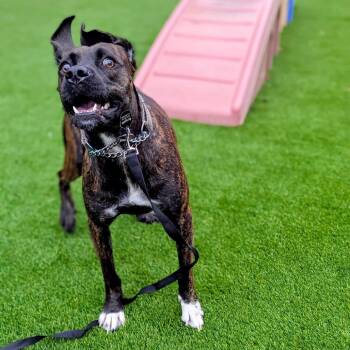 Plott Hound and Mixed Breed Dogs Available for Adoption in Savannah, Georgia - Hanson | PetCurious