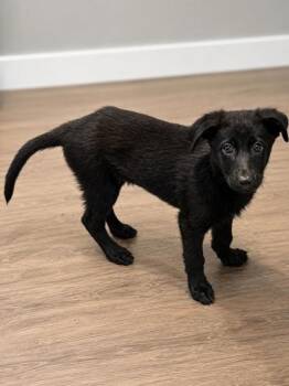 Harbinger -  German Shepherd Dog and Mixed Breed Dog for Adoption in New Orleans, Louisiana - Harbinger | PetCurious