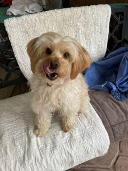 Pogo -  Yorkshire Terrier and Miniature Poodle Dog for Adoption in Carlsbad, California - Pogo | PetCurious