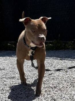 Chewie -  Mixed Breed Dog for Adoption in Cincinnati, Ohio - Chewie | PetCurious