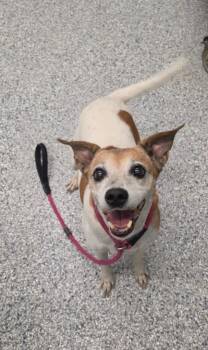 Katie -  Terrier Dog for Adoption in Athens, Tennessee - Katie | PetCurious
