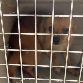 Howie -  Mixed Breed Dog for Adoption in Philadelphia, Pennsylvania - Howie | PetCurious