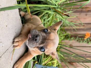 Sage -  French Bulldog Dog for Adoption in North Freedom, Wisconsin - Sage | PetCurious
