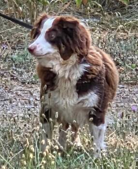 Cloud -  Australian Shepherd Dog for Adoption in Thompson Falls, Montana - Cloud | PetCurious