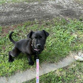 Black Labrador Retriever Dogs Available for Adoption in Woodstock, Ontario - Helena | PetCurious