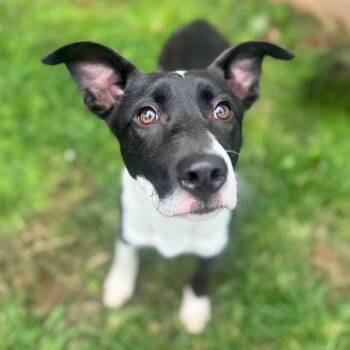 Scarlett -  Mixed Breed Dog for Adoption in Brownsboro, Alabama - Scarlett | PetCurious