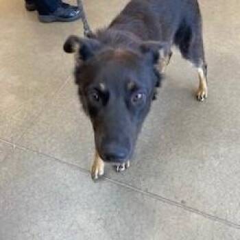 YORK-Stray-16042 -  Border Collie and Mixed Breed Dog for Adoption in York, Pennsylvania - YORK-Stray-16042 | PetCurious
