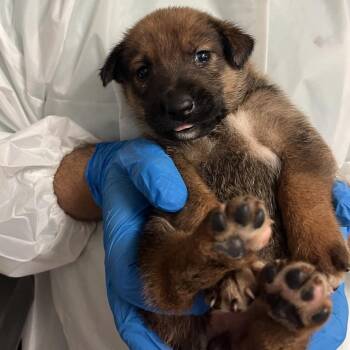 U1 -  Shepherd and Husky Dog for Adoption in Edinburg, Texas - U1 | PetCurious