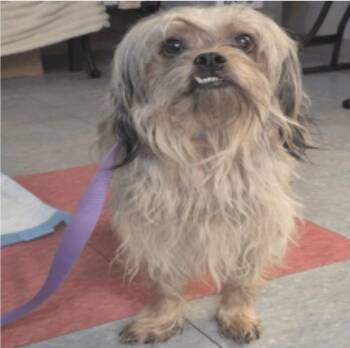 Yorkshire Terrier and Lhasa Apso Dogs Available for Adoption - Bear | PetCurious