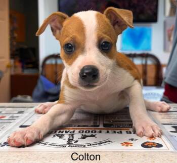 colton -  Jack Russell Terrier Dog for Adoption in Waverly, Tennessee - Colton | PetCurious