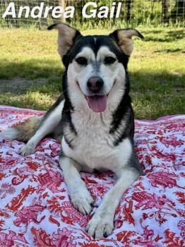 Husky Dogs Available for Adoption in Zimmerman, Minnesota - Andrea Gail  | PetCurious