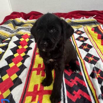 Poodle and Golden Retriever Dogs Available for Adoption in Loxahatchee Groves, Florida - Sunny 5024 | PetCurious