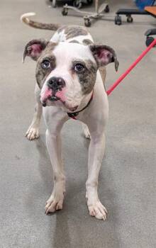 Pit Bull Terrier Dogs Available for Adoption - GRAHAM | PetCurious